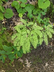 Adiantum pedatum