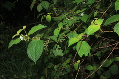 Miconia octona