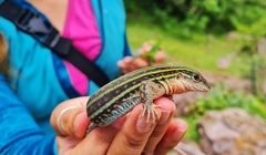 Aspidoscelis gularis