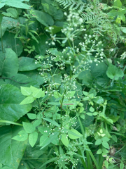 Galium boreale