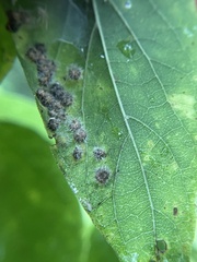 Celticecis capsularis