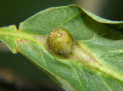 Andricus quercuspetiolicola