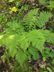 Athyrium angustum