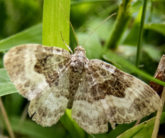 Epirrhoe alternata
