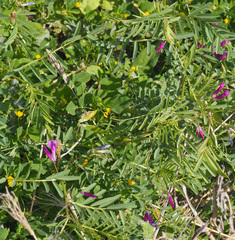 Vicia monantha