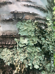 Flavopunctelia flaventior