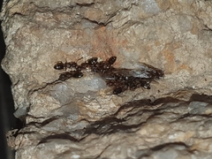 Technomyrmex gibbosus