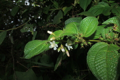 Miconia octona