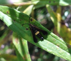 Carmenta pyralidiformis