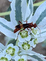 Trogomorpha arrogans
