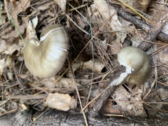 Entoloma