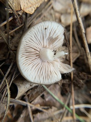 Entoloma