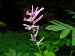 Corydalis scouleri