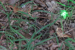 Lithobates kauffeldi