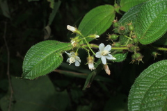 Miconia octona