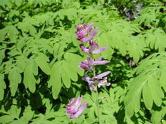 Corydalis scouleri