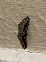 Costaconvexa