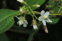Miconia octona