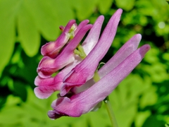 Corydalis scouleri