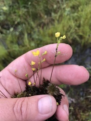 Utricularia geminiscapa