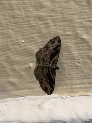 Costaconvexa