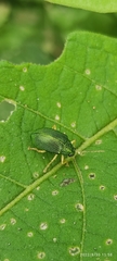 Eumolpinae