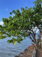 Thespesia populnea