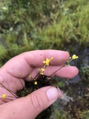 Utricularia geminiscapa