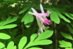 Corydalis scouleri