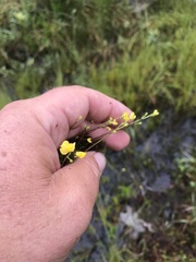 Utricularia geminiscapa