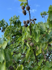 Thespesia populnea