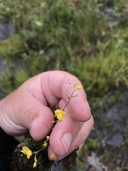 Utricularia geminiscapa