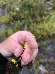Utricularia geminiscapa