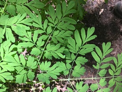 Corydalis scouleri