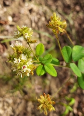 Lespedeza hirta
