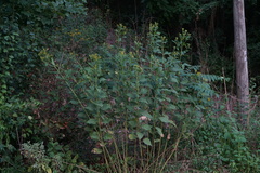 Verbesina occidentalis
