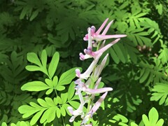 Corydalis scouleri