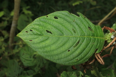 Sabicea novogranatensis