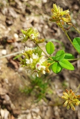Lespedeza hirta