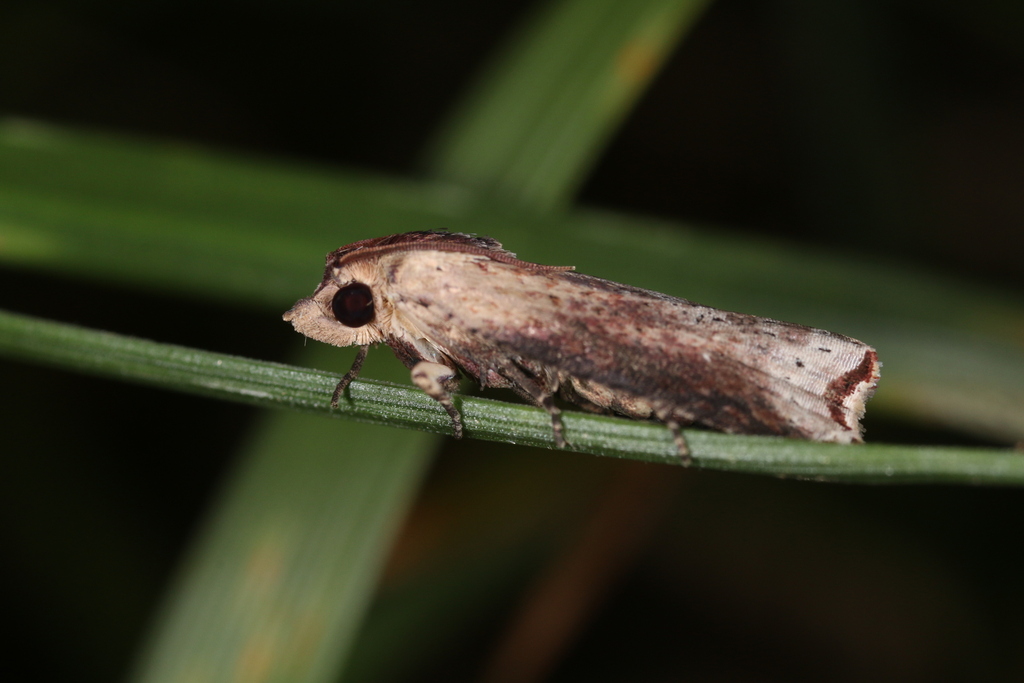 Pseudogalleria