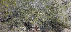 Cercocarpus betuloides