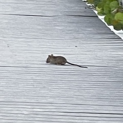 Rattus
