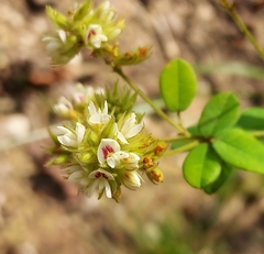 Lespedeza hirta