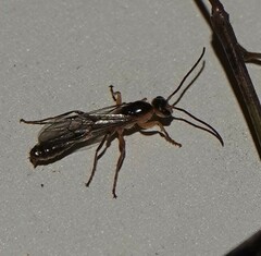 Pseudomyrmex gracilis