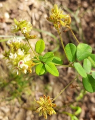 Lespedeza hirta
