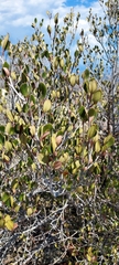 Cercocarpus betuloides