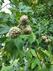 Aesculus glabra