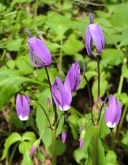 Primula jeffreyi