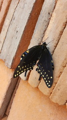 Papilio polyxenes