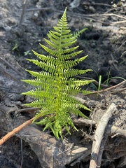 Athyrium angustum